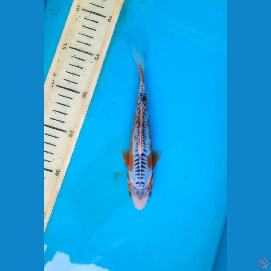 shusui 19cm