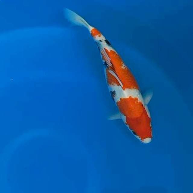 Showa tategoi 3step body bulky 30cm