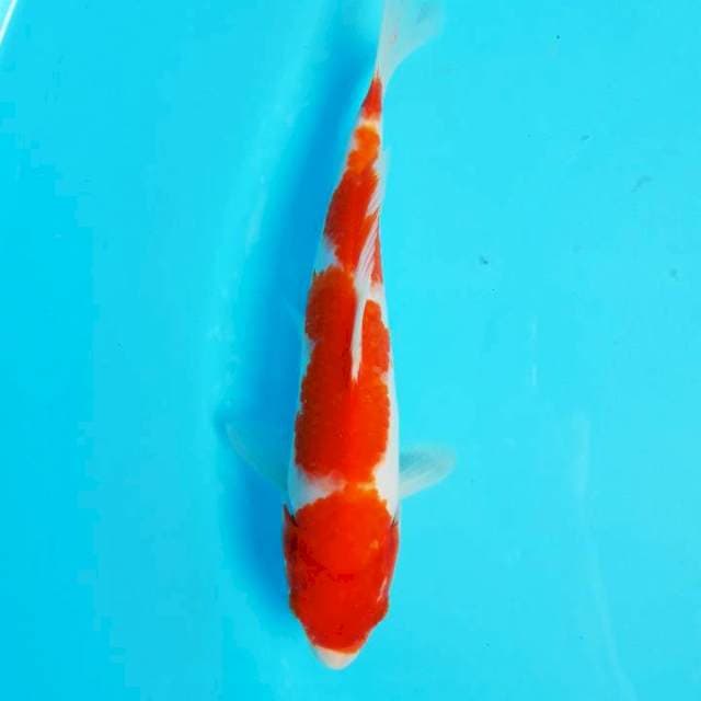 Kohaku Ori 26cm