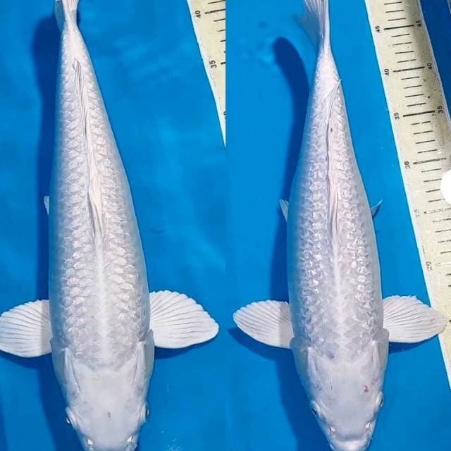 PLATINUM GINDRIN BULKY 41 & 42 CM