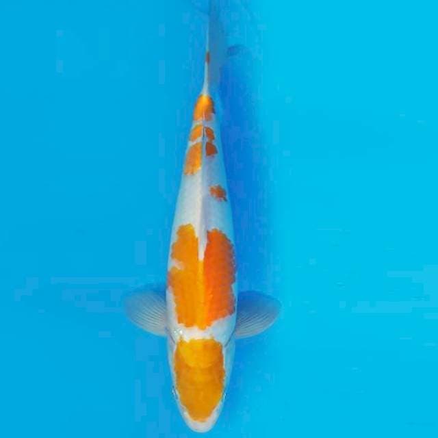 KIRIN 9 - KIJIRO ®