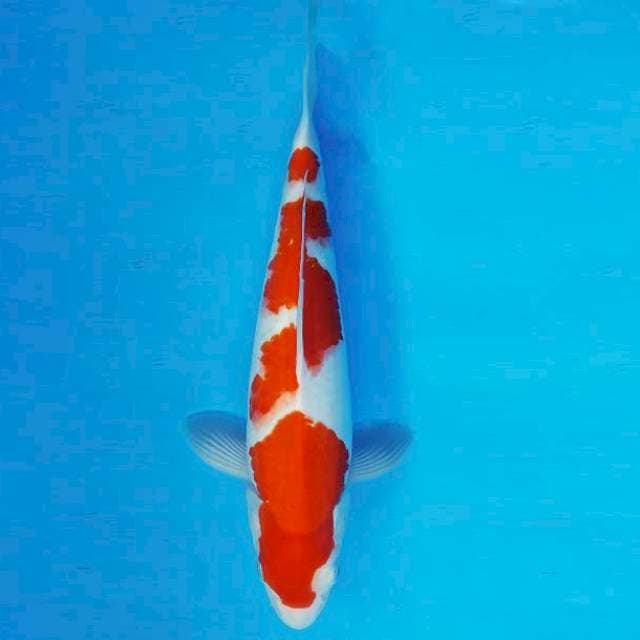 KIRIN 10 - KOHAKU ®