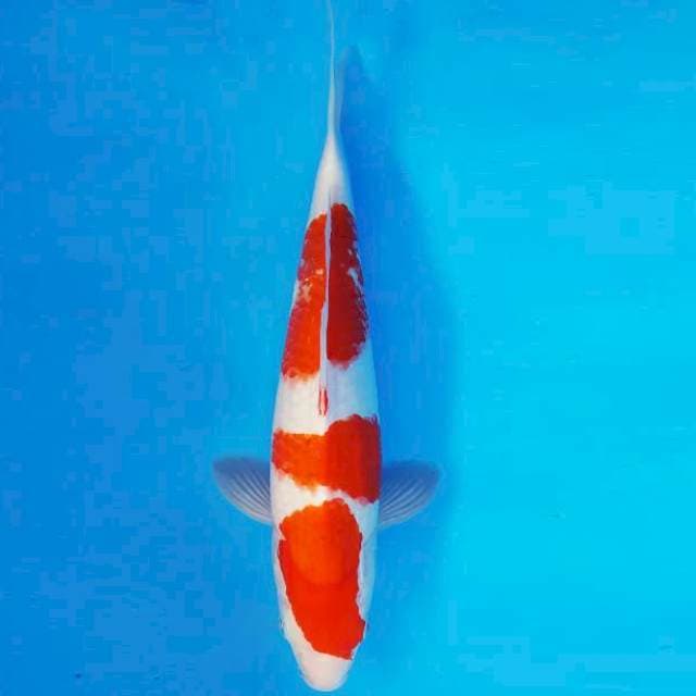 KIRIN 16 - KOHAKU ®