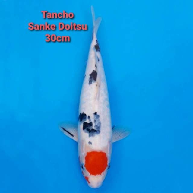 Tancho Sanke Doit 30cm