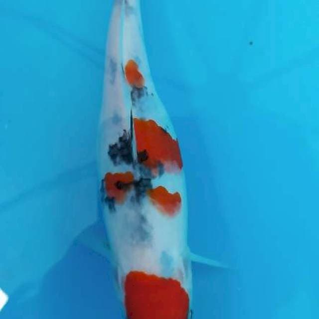 Sanke 20cm