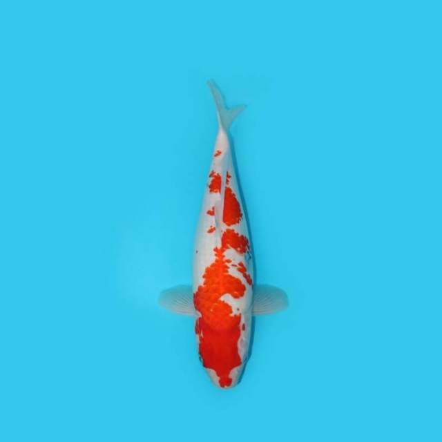 34CM - KOHAKU