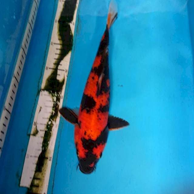 Hi utsuri 29 cm