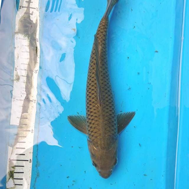 Midorigoi 32 cm