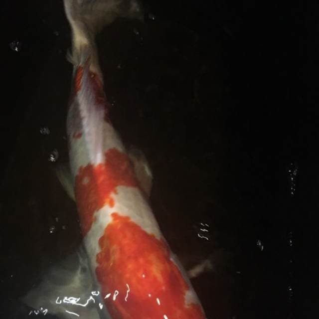Kohaku 60cm
