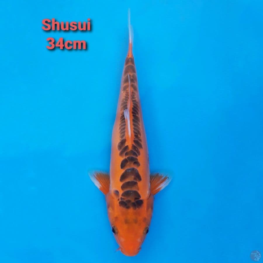 Hana Shusui 34cm