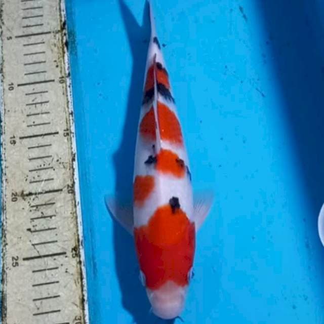 Sanke 28cm