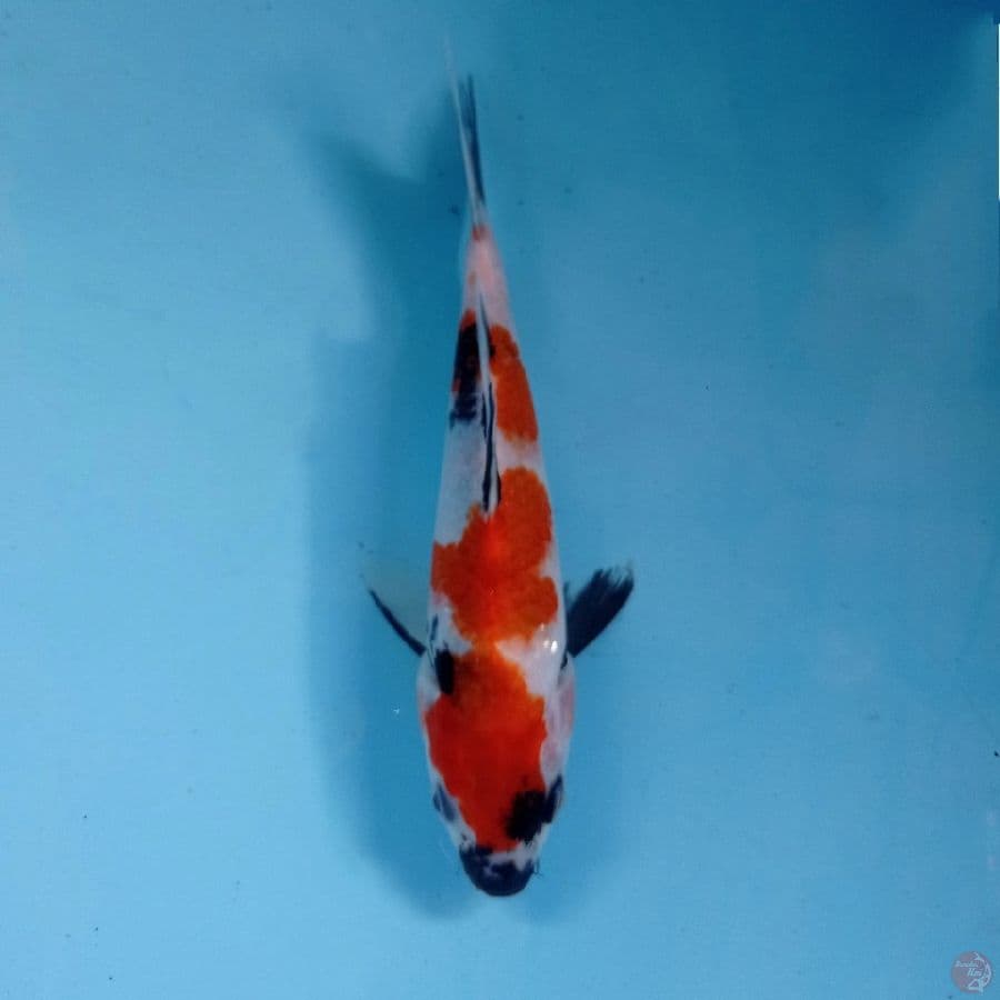showa, 16 cm