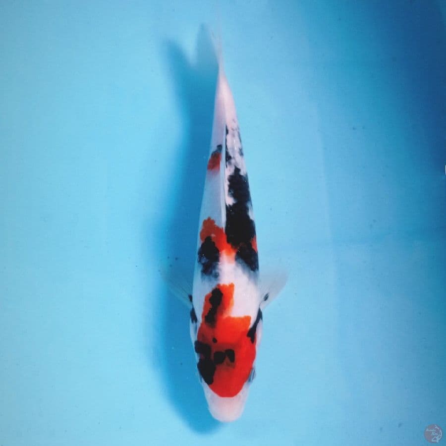 showa, 21 cm