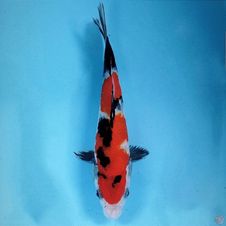 showa, 20 cm
