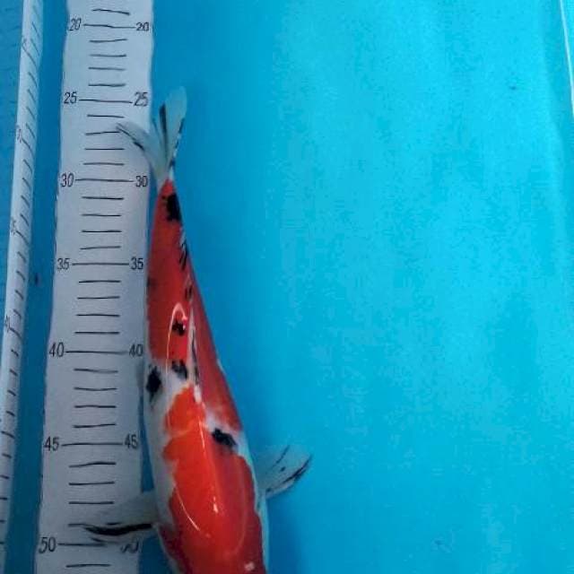 Sanke 30cm