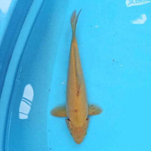 Karashi 29 cm
