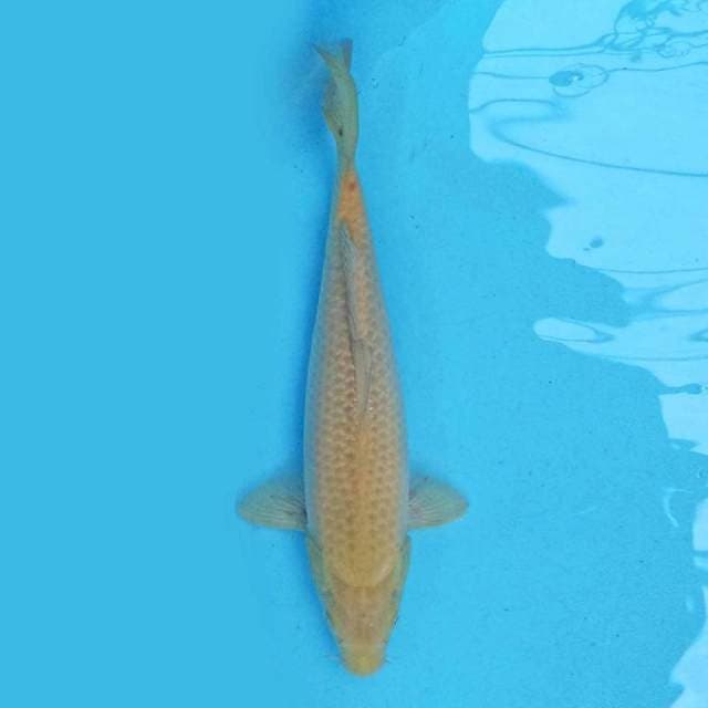 Karashi Corn 36 cm