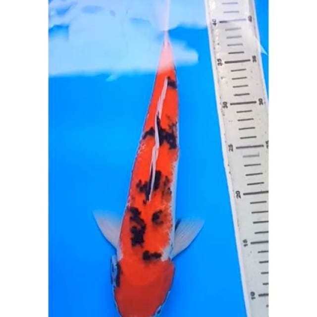 SANKE BODY JUMBO 37 Cm, JANTAN