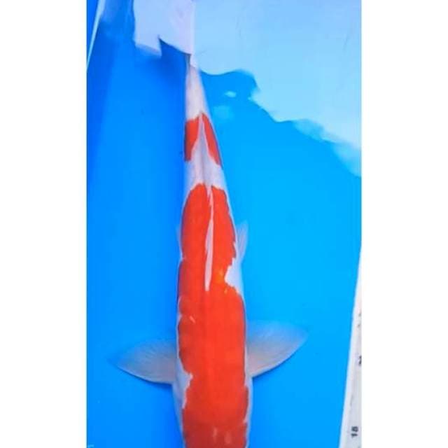 KOHAKU DOITSU ARAGOKE BODY JUMBO 38 Cm, JANTAN