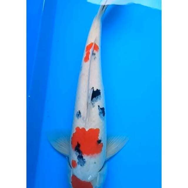 ORIGINAL MARUTEN SANKE JUMBO 39 Cm, JANTAN