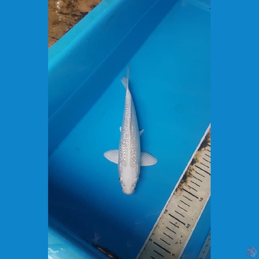 platinum ginrin putih bersih,, 25cm