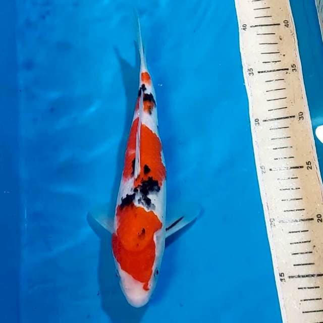 SANKE 27 CM