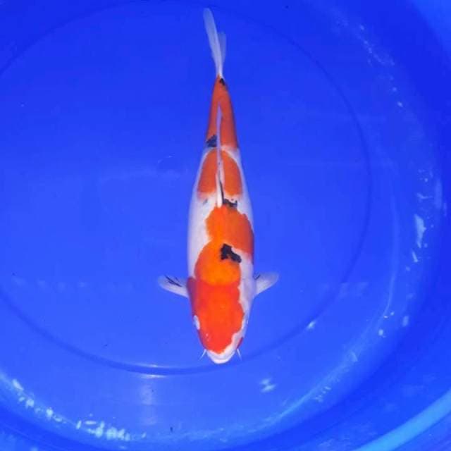 Sanke 35 cm