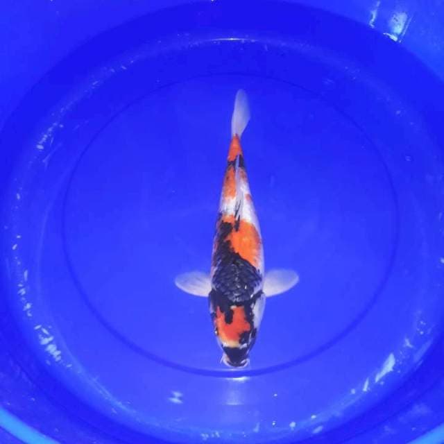 Showa 35 cm