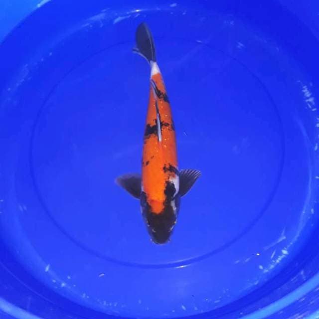 Hi showa 36 cm