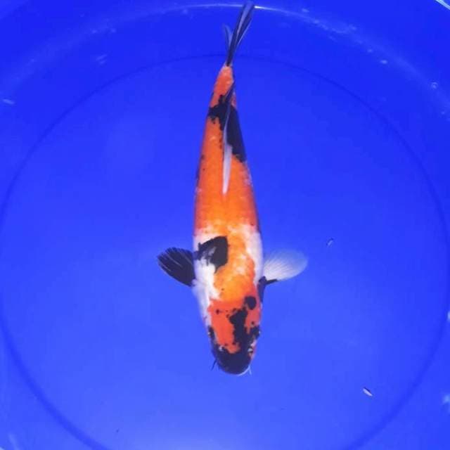 Showa 35 cm