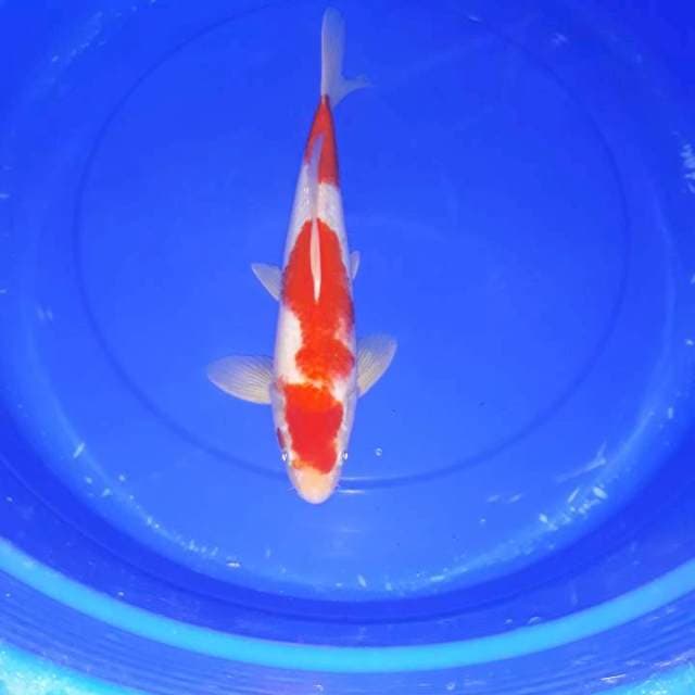 Kohaku 35 cm