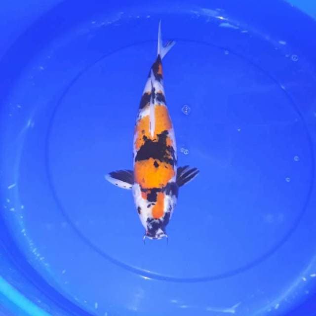 Showa 35 cm