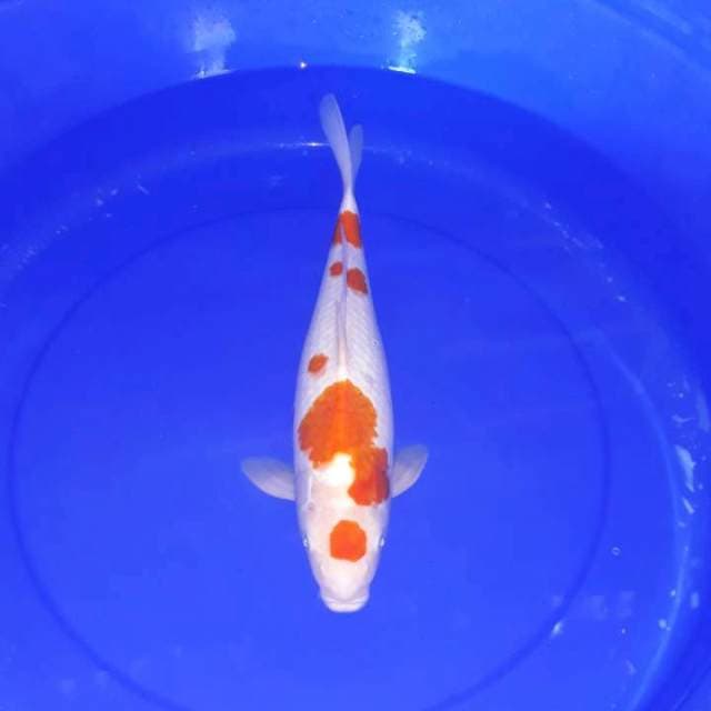 Maruten kohaku 40 cm