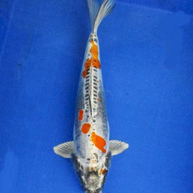 GOLDEN KIKOKURYU ±35CM