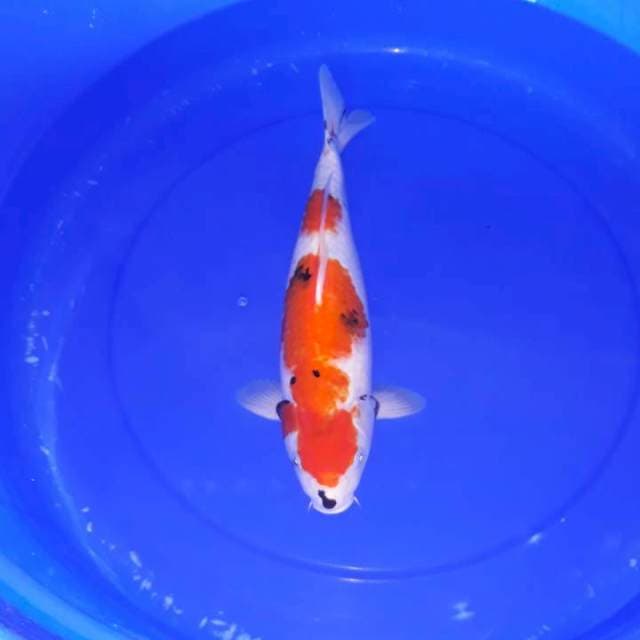 Showa 38 cm