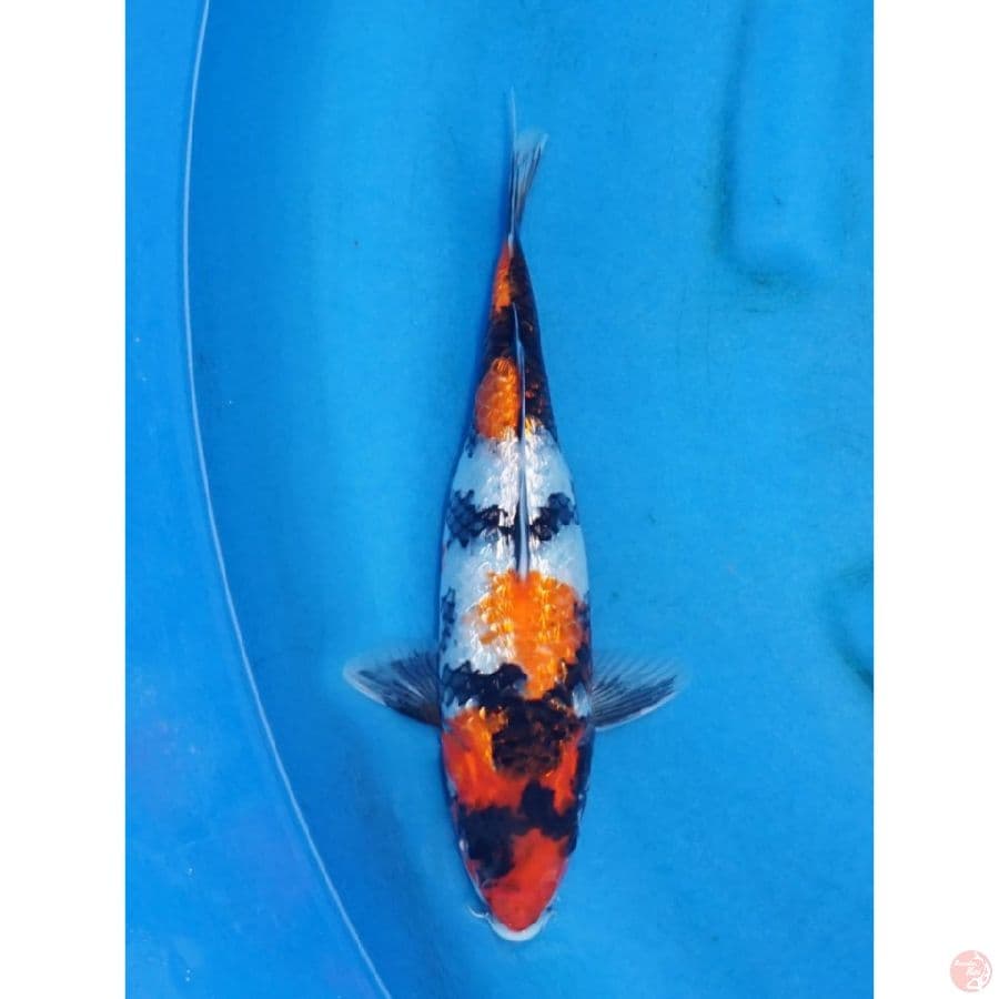 Showa Ginrin - 29cm