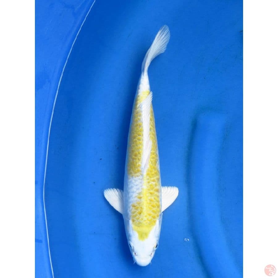 Hariwake - 33cm Male