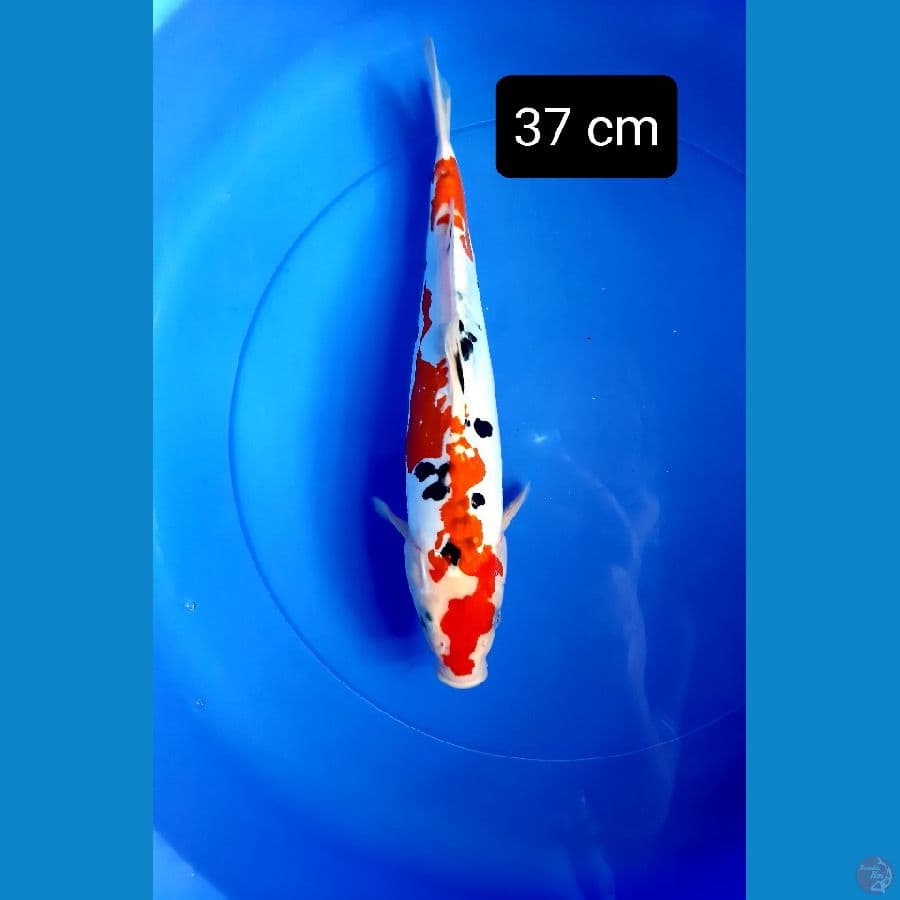 sanke doit 37 cm