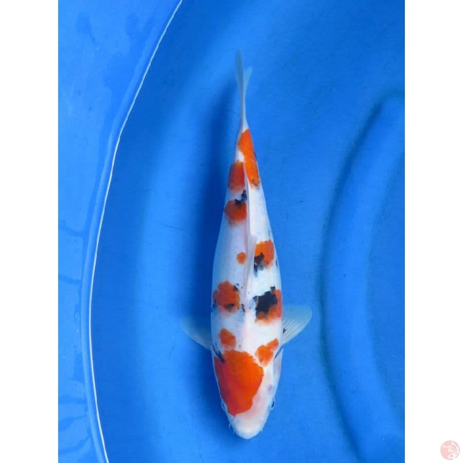 sanke Sakura - 34cm