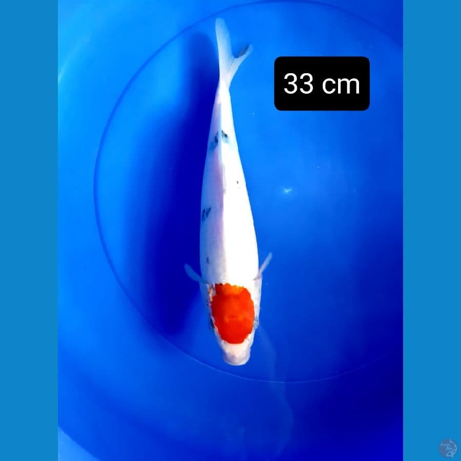 tancho sanke 33 cm