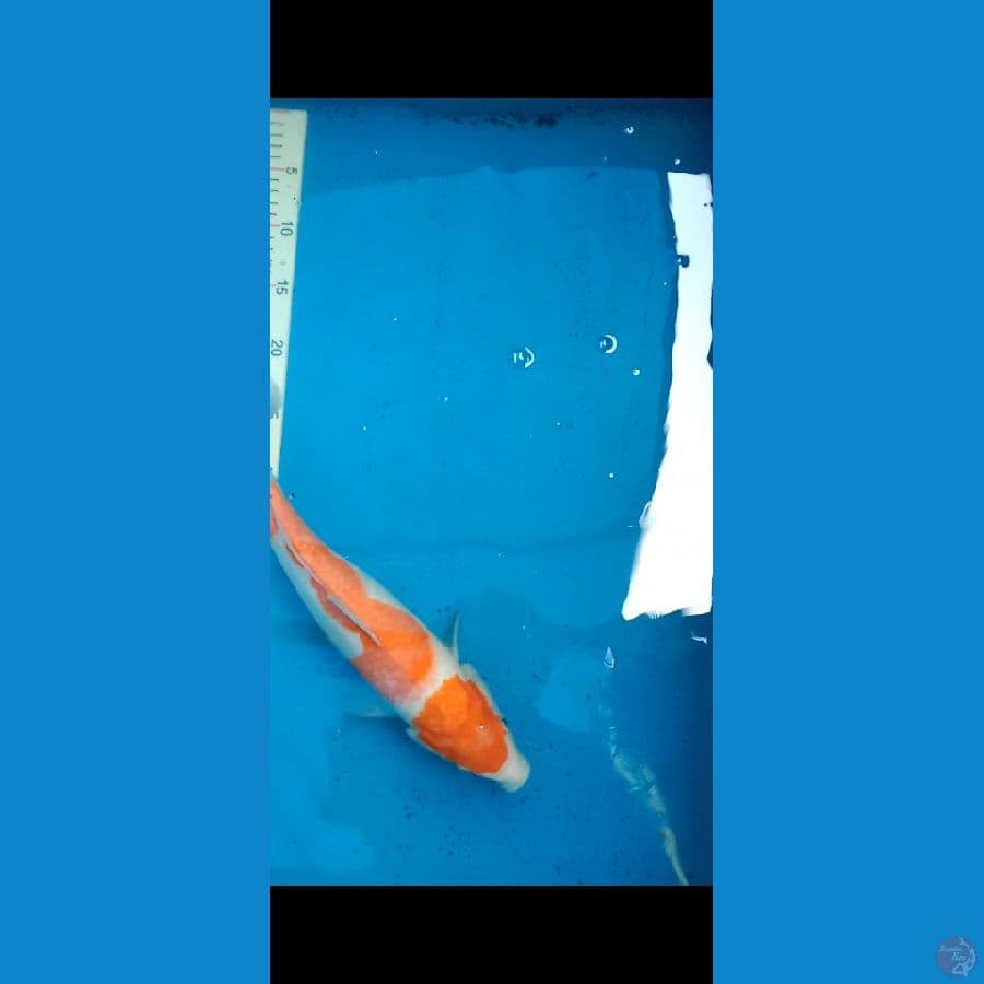 kohaku 36 cm
