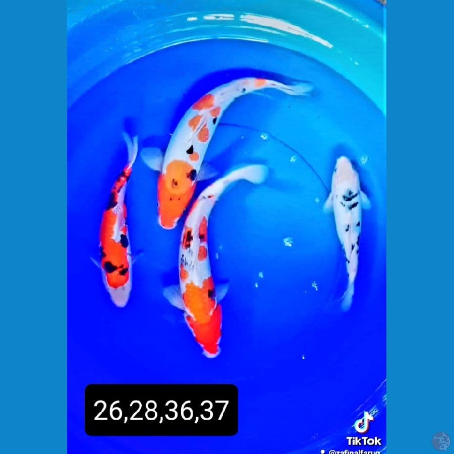 F1 sanke doit 4 ekor 26-37 cm