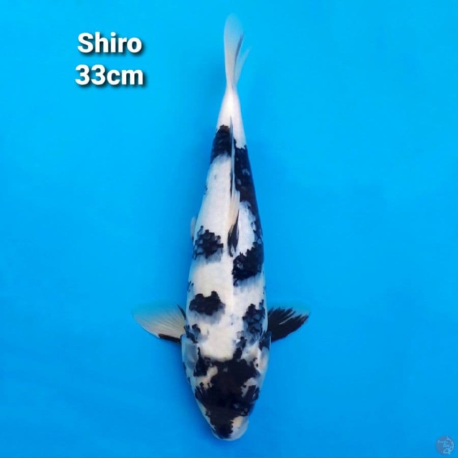 Shiro Utsuri 33cm