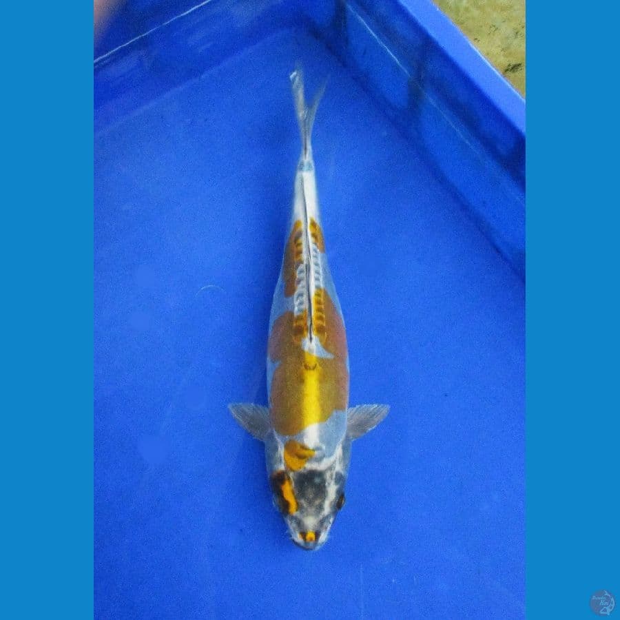 GOLDEN KIKO ±32CM