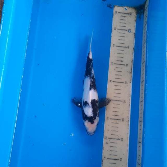 Shiro 27cm