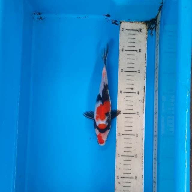 Showa 21cm
