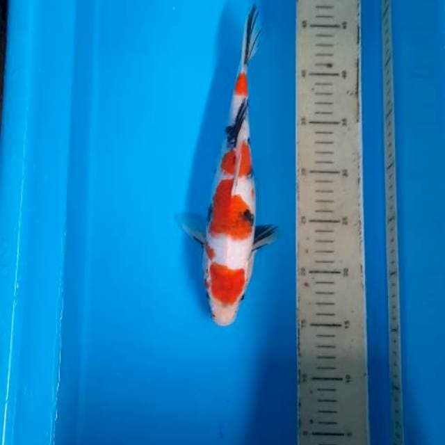 Showa maroten mantap31 cm