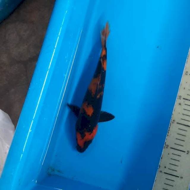 Utsuri dark mode 26cm