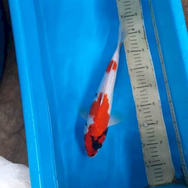 Showa 35cm