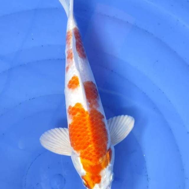 Hariwake 33cm